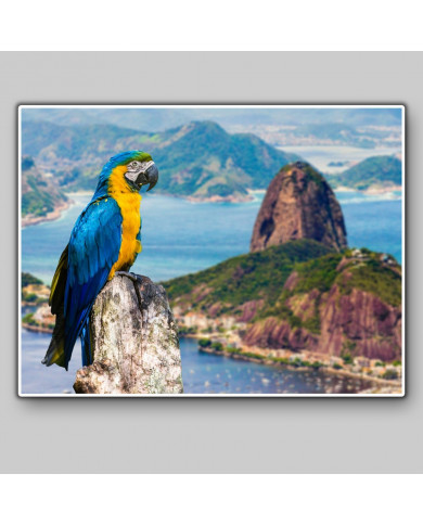 Guacamayo,Rio de Janeiro,Brasil Guacamayo,Rio de Janeiro,Brasil