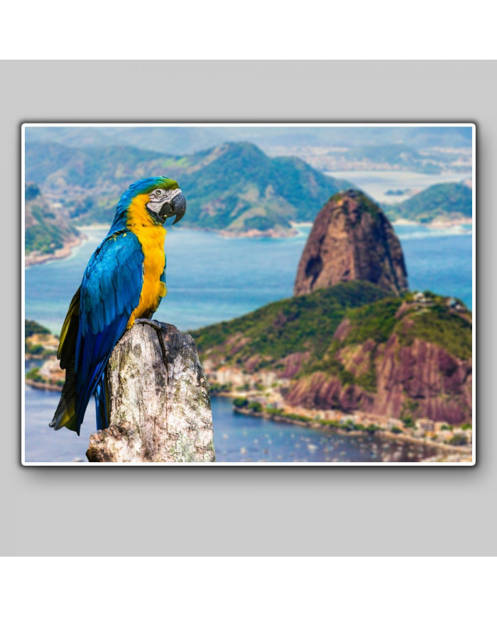 Guacamayo,Rio de Janeiro,Brasil