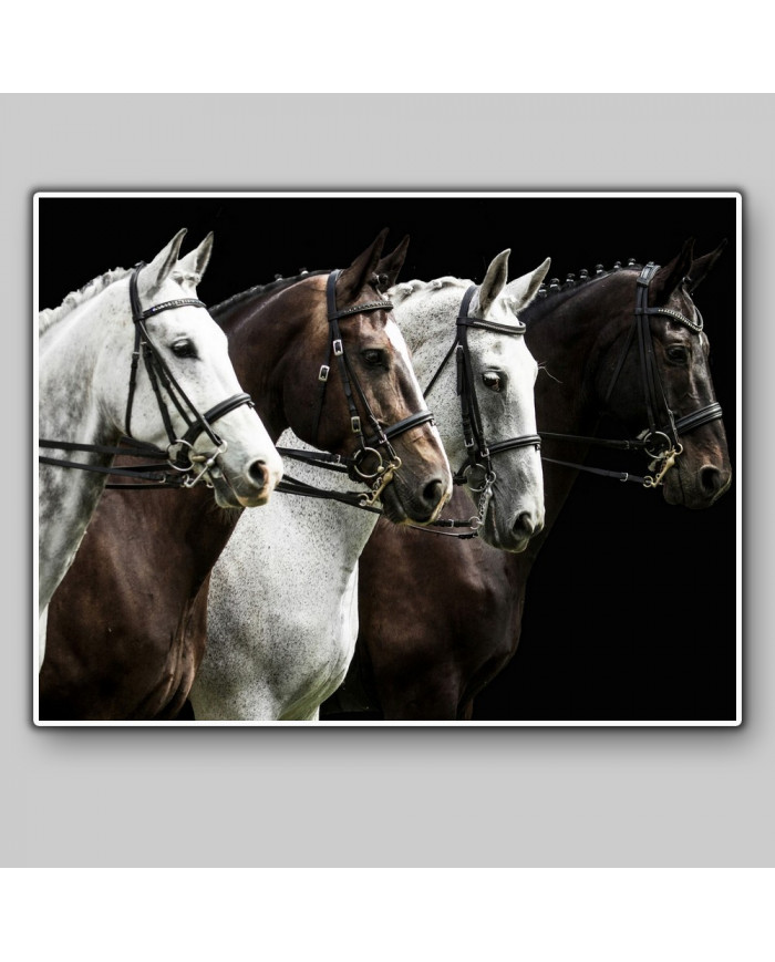 Caballos de competición