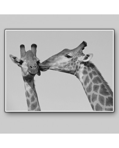 El beso de la jirafa, Kruger National Park, Sudáfrica El beso de la jirafa, Kruger National Park, Sudáfrica