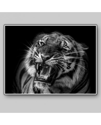 Tigre al acecho Tigre al acecho