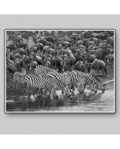 Cebras en migración, Parque Nacional Masai Mara, Kenia Cebras en migración, Parque Nacional Masai Mara, Kenia