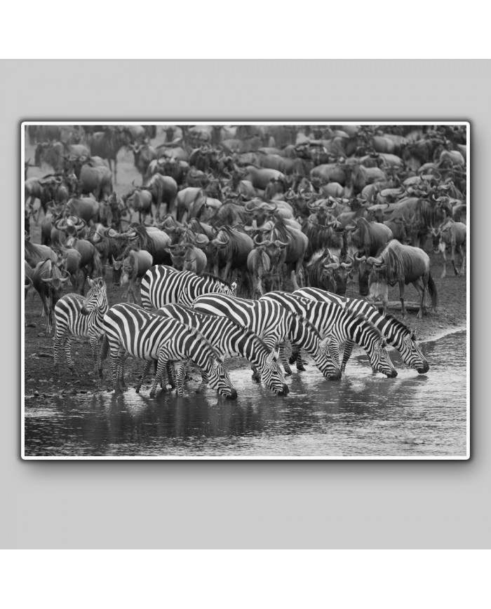 Cebras en migración, Parque Nacional Masai Mara, Kenia