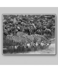 Cebras en migración, Parque Nacional Masai Mara, Kenia