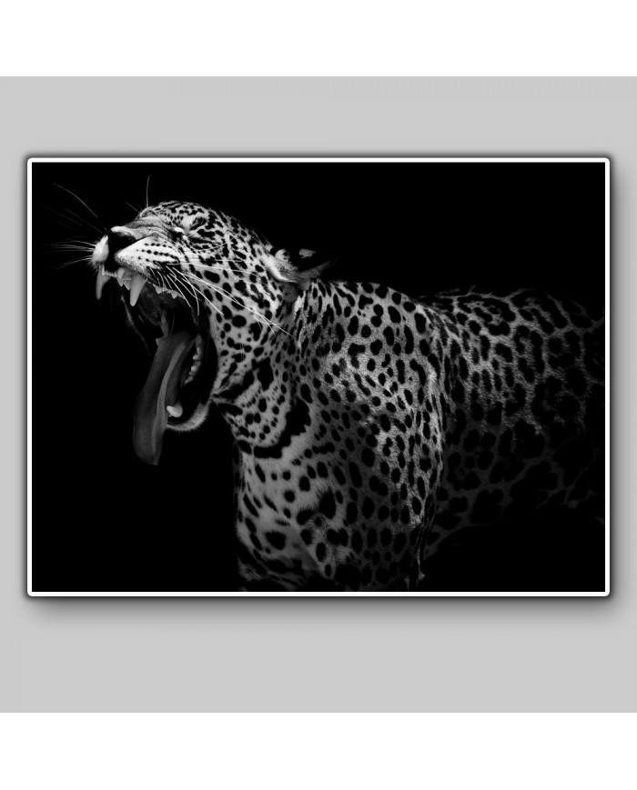 Retrato de un leopardo, Parque Nacional Serengueti, Tanzania