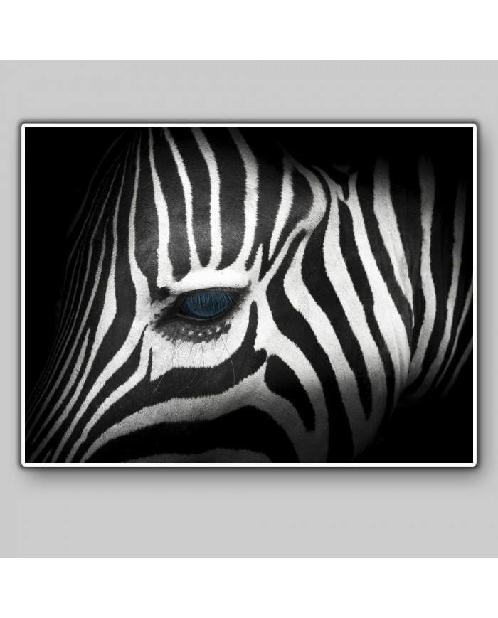 Retrato de una cebra,Parque Nacional Kruger,SudÁfrica