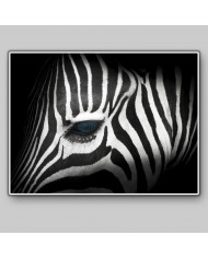 Retrato de una cebra,Parque Nacional Kruger,SudÁfrica