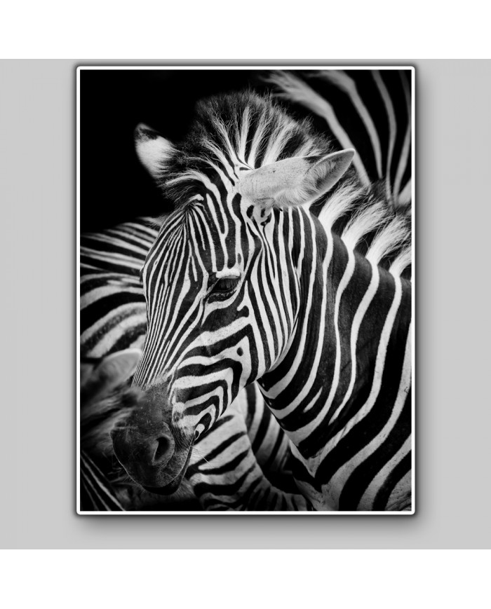 Retrato de una cebra, Parque Nacional Serengueti, Tanzania