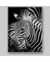 Retrato de una cebra, Parque Nacional Serengueti, Tanzania