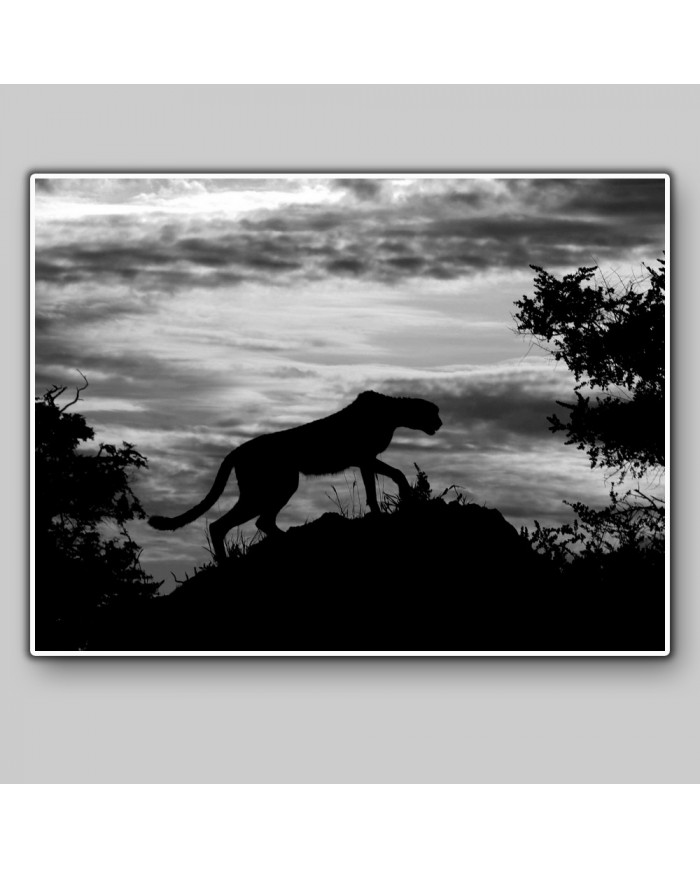 Leopardo al atardecer, Parque Nacional Chobe, Botswana