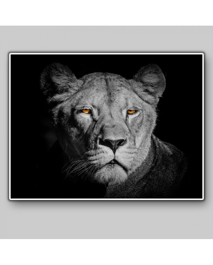 Leona,Parque Nacional Serengueti,Tanzania