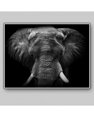 Retrato de un elefante, Parque Nacional Moremi, Botswana