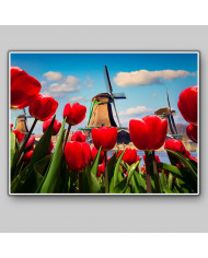 Molinos de viento,Holanda