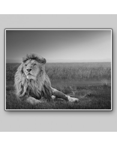 Lion in the savannah, Masai Mara National Park, Kenya