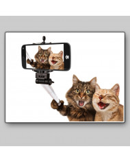 Selfie de gatos