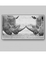 Rinocerontes blancos, parque nacional Kruger, SudÁfrica