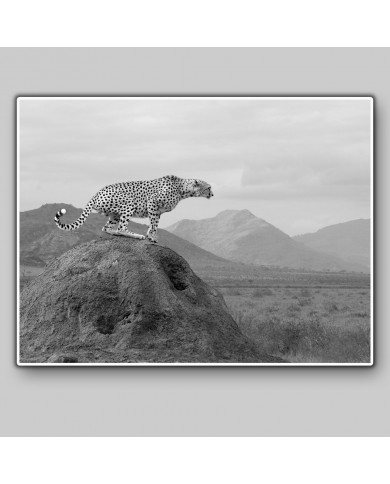 Cheetah, Amboseli National Park, Kenya