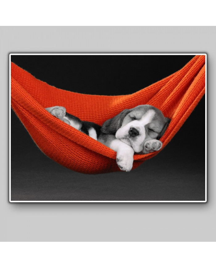 Beagle en una hamaca