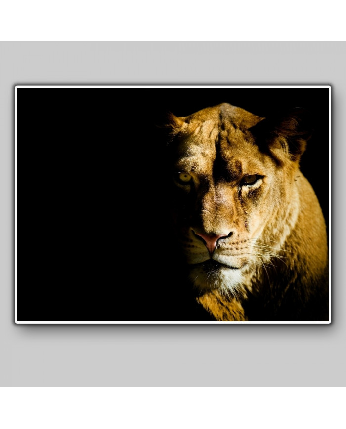 Leona, parque nacional Masai Mara, Kenia