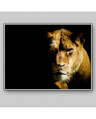 Leona, parque nacional Masai Mara, Kenia