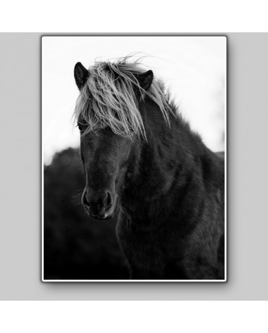 Horse, Iceland