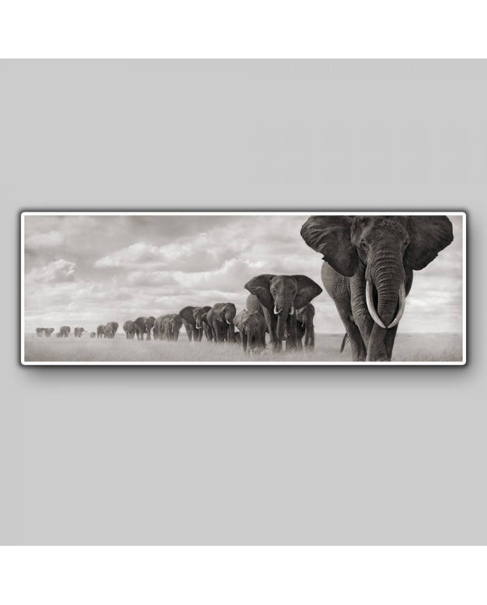 Columna de elefantes, Parque Nacional Moremi, Botswana