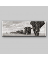 Columna de elefantes, Parque Nacional Moremi, Botswana