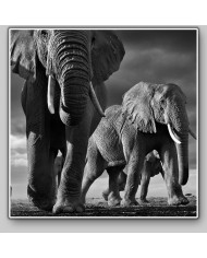 Elefantes, Parque Nacional Masai Mara, Tanzania