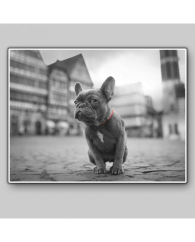 Buldog francés Buldog francés