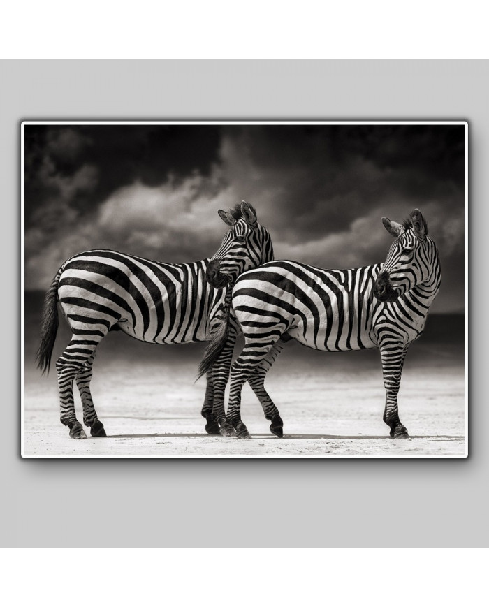 Cebras, Parque Nacional Serengueti, Tanzania