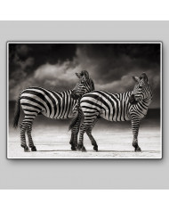 Cebras, Parque Nacional Serengueti, Tanzania