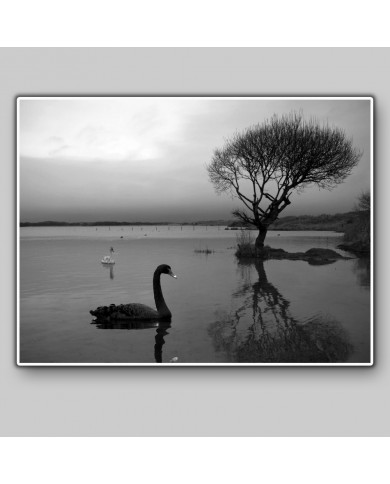 Cisne negro Cisne negro