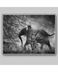 Elefante en el Kafue National Park, Zambia
