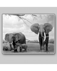 Elefantes con su cría, Parque Nacional Moremi, Botswana