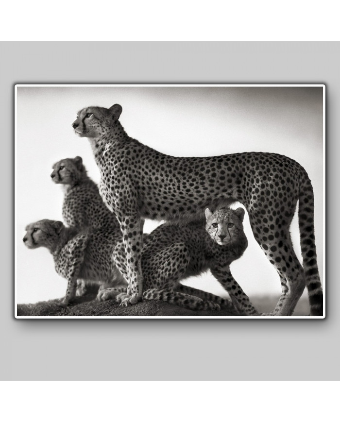 Familia de cheetas en el parque Masai Mara, Tanzania