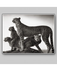 Familia de cheetas en el parque Masai Mara, Tanzania