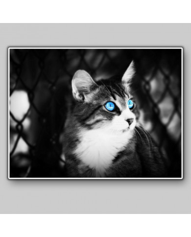 Gato Gato