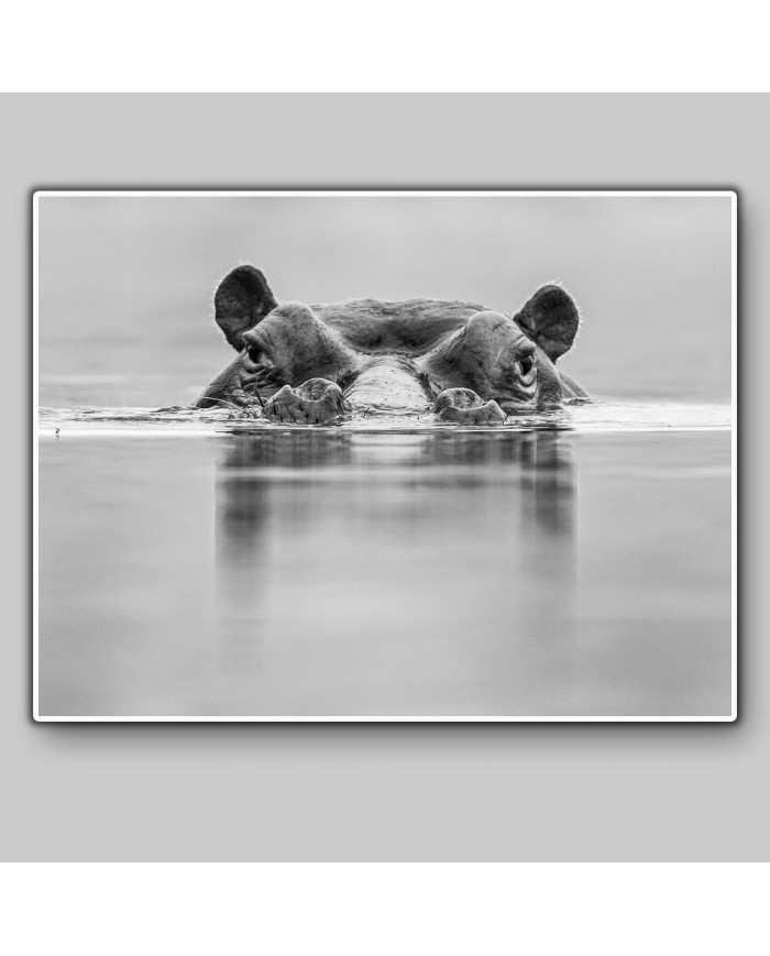 Hipopótamo, Parque Nacional Masai Mara, Tanzania