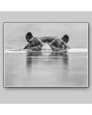 Hipopótamo, Parque Nacional Masai Mara, Tanzania