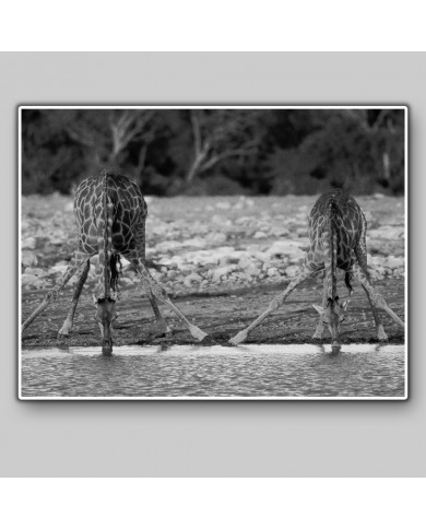 Jirafas bebiendo, Kruger National Park, Sudáfrica Jirafas bebiendo, Kruger National Park, Sudáfrica