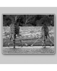 Jirafas bebiendo, Kruger National Park, Sudáfrica