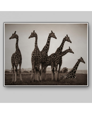 Jirafas en el Parque Nacional Kruger, SudÁfrica Jirafas en el Parque Nacional Kruger, SudÁfrica