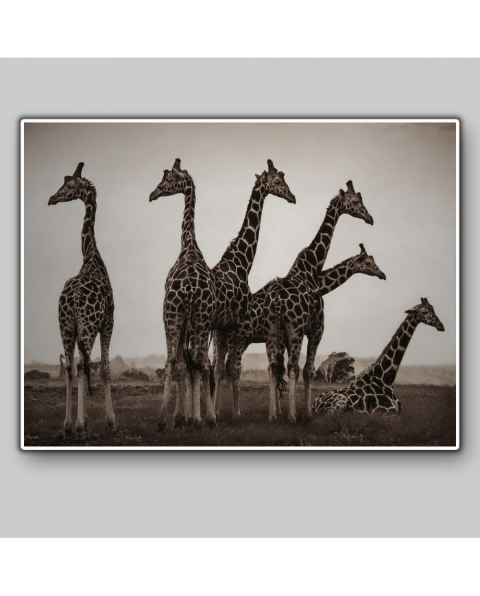 Jirafas en el Parque Nacional Kruger, SudÁfrica