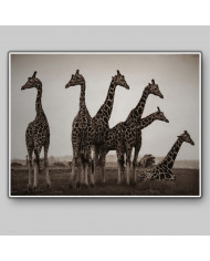 Jirafas en el Parque Nacional Kruger, SudÁfrica