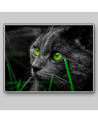 La mirada del gato La mirada del gato