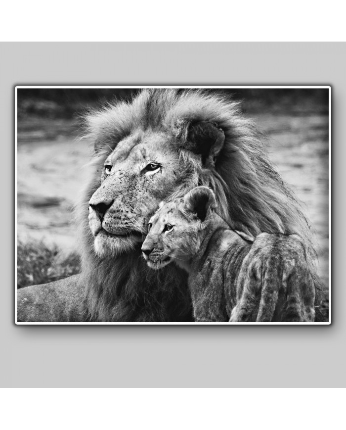 León con su cría, Parque Nacional Masai Mara, Tanzania