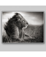 León, Parque Nacional Serengueti, Tanzania