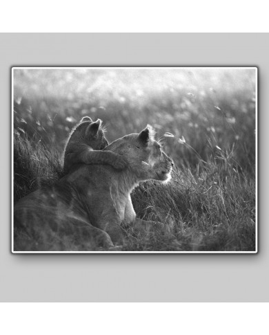 Lionne et lionceau, Parc National Masai Mara, Tanzanie