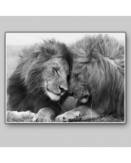 Leones, Parque Nacional Serengueti, Tanzania