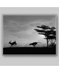 Leopardo cazando, Parque Nacional Chobe, Botswana